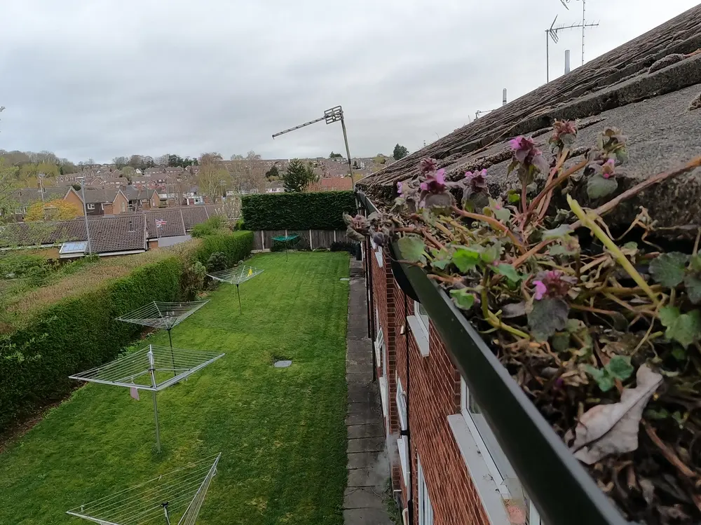Weeds flowering in a blocked gutter on a managed residential block, above a communal garden, before gutter cleaning