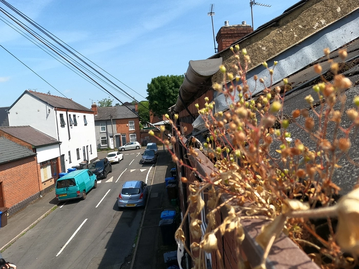 Plant growing from a blocked, moss-packed gutter on a Derby home before cleaning