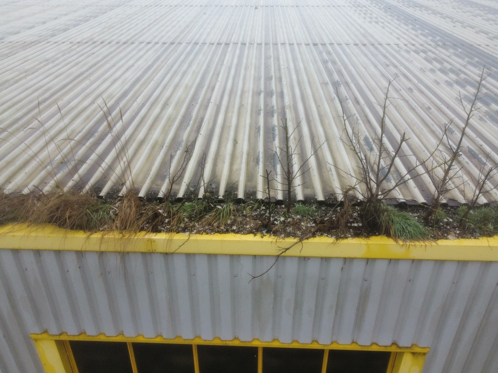 Grass and saplings growing from a blocked gutter on a corrugated industrial warehouse roof, seen from above